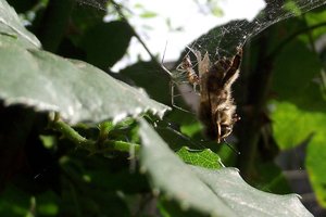 comp_DSCF5444 Baldachinspinne.jpg