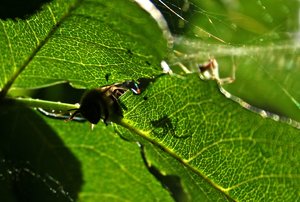 comp_Garten 006 spinne.jpg