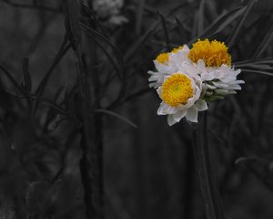 comp_Garten 121 Strohblume CK.jpg