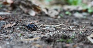 bf_Ameisen speisen.jpg bf_Ameisen speisen.jpg