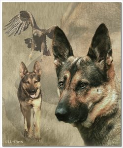 comp_Scneckele & Adler.jpg