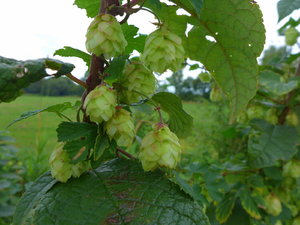 P1020016_Bildgröße ändern.JPG