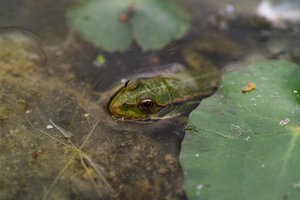 Frog.jpg