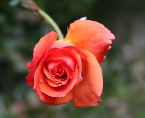 comp_Garten 025 Liane.jpg