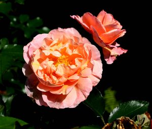 comp_Garten 039 Marie Curie.jpg