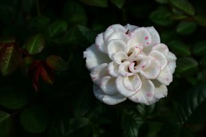 comp_Garten 029 weiße rose.jpg