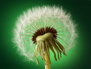 Taraxacum 01.jpg