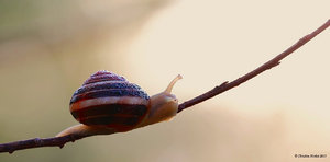 Gespielt.JPG Gespielt.JPG