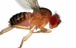 Taufliege (Drosophilidae) - BF.jpg