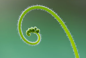 Sonnentaublüte (Drosera) - BF.jpg