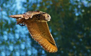 Uhu im Flug - Kopie.jpg