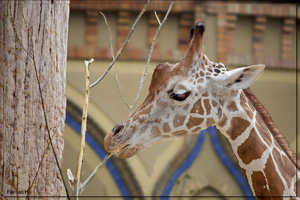 Giraffe 2.jpg