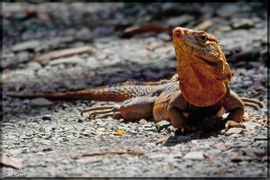 Costa Rica 052.jpg Costa Rica 052.jpg