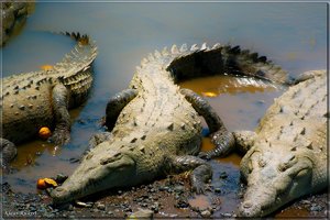 Costa Rica 023.jpg Costa Rica 023.jpg