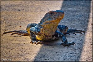 Costa Rica 026.jpg Costa Rica 026.jpg