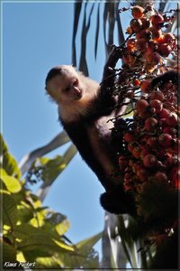 Costa Rica 045.jpg Costa Rica 045.jpg