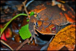 Costa Rica 071.jpg Costa Rica 071.jpg