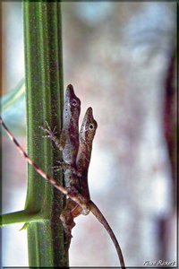 Costa Rica 061.jpg Costa Rica 061.jpg