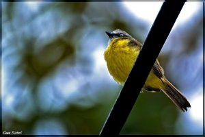 Costa Rica 077.jpg Costa Rica 077.jpg