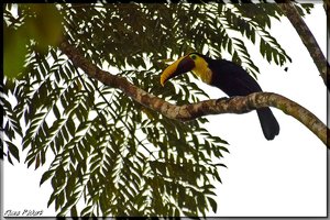 Costa Rica 079.jpg Costa Rica 079.jpg