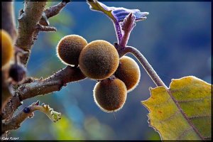 Costa Rica 097.jpg Costa Rica 097.jpg