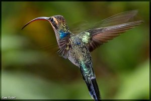 Costa Rica 104.jpg Costa Rica 104.jpg