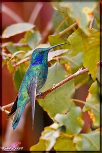 Costa Rica 107.jpg Costa Rica 107.jpg