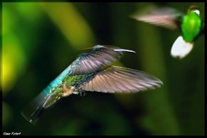 Costa Rica 110.jpg Costa Rica 110.jpg