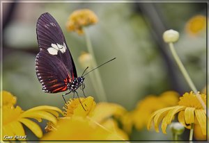 Costa Rica 116.jpg Costa Rica 116.jpg