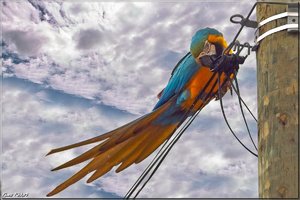 Costa Rica 138.jpg Costa Rica 138.jpg