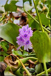 Costa Rica 210.jpg Costa Rica 210.jpg