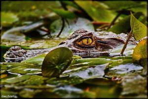 Costa Rica 217.jpg Costa Rica 217.jpg