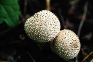 bcp_1309211617SDIM0423.jpg bcp_1309211617SDIM0423.jpg