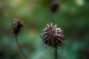 bcp_1309211658SDIM0450.jpg bcp_1309211658SDIM0450.jpg