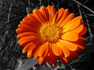 comp_ringelblume 3.jpg