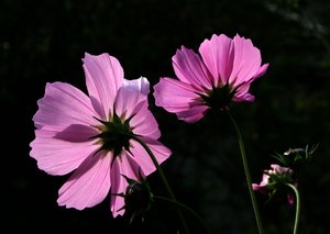 comp_Garten-Geburtstag 063b.jpg