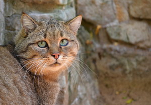 Wildkater Kasimir.jpg