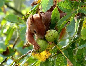 EichhornNuss005.jpg
