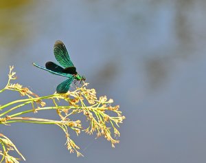 comp_DSC_9458 Kopie.jpg