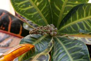 Originalgrösse - MF.jpg Originalgrösse - MF.jpg