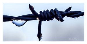 1309 Tropfen am Stacheldraht.jpg