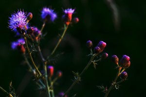 Glühende Farben im Abendlicht DSC09630_1 (c) PPf.jpg