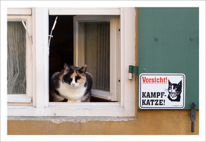 Kampfkatze.jpg