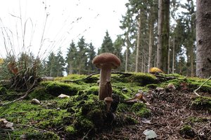 Pilze von heute2.jpg