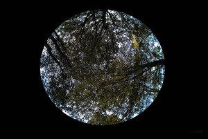 Trees IMG03562 gs Trees (c) PPf.jpg