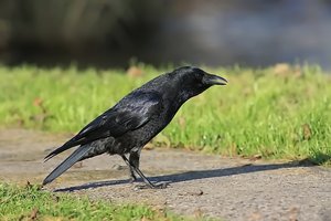 Krähe_filtered.jpg