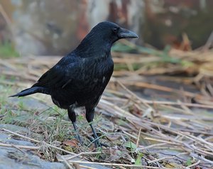 Krähe4_filtered.jpg