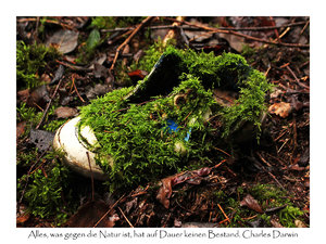 1212 Turnschuh im Wald mit Text.jpg