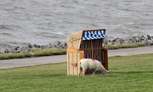 StrandkorbundSchaf.jpg