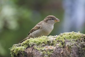 verkl.forum5959 Sperling.jpg